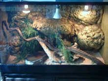 cage ballpython