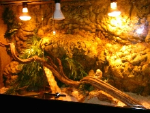 Cage ballpython