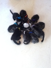 9 kittens eating (9/12)