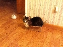 Annie in tiny box