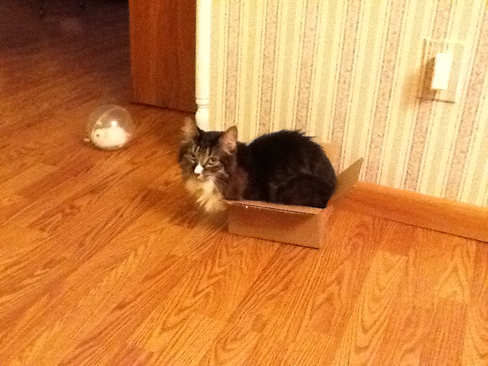 Annie in tiny box