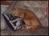 Beau relaxes on a cat pillow
