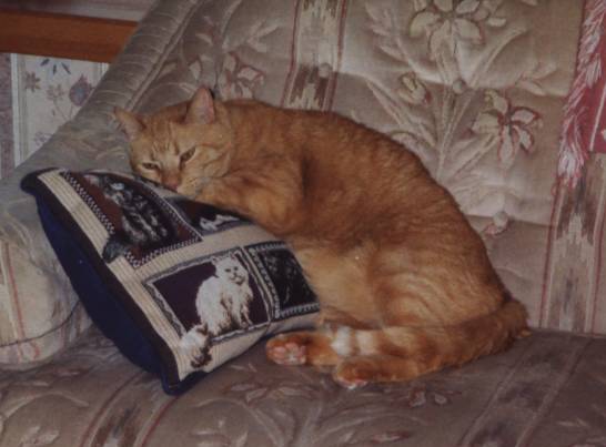 Beau relaxes on a cat pillow