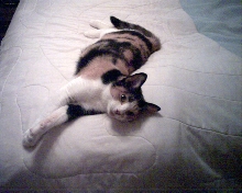 The lovely Checker