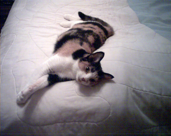 The lovely Checker