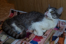 Clochette Angel Kitty