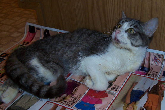 Clochette Angel Kitty