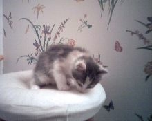 Little Heidi