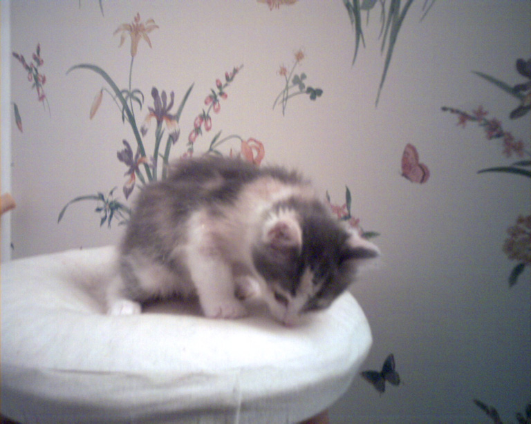 Little Heidi