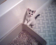 Little Liesel
