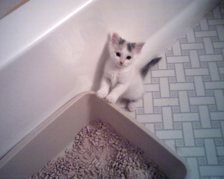 Little Liesel