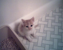 And Fritzie again