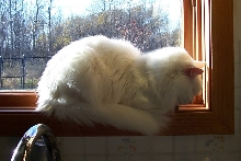 Gervais in Kitchen Window