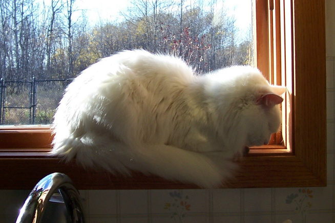 Gervais in Kitchen Window