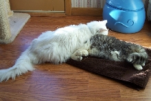 Gervais and Clochette