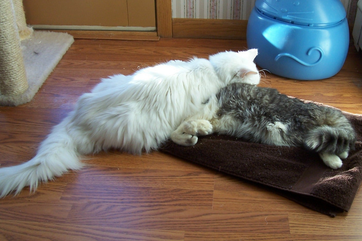 Gervais and Clochette