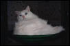 Gervais in "his" bowl
