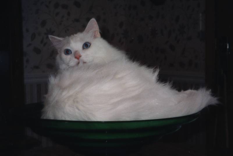 Gervais in "his" bowl