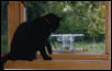 My sweet AngelCat Lou watching birdie in feeder