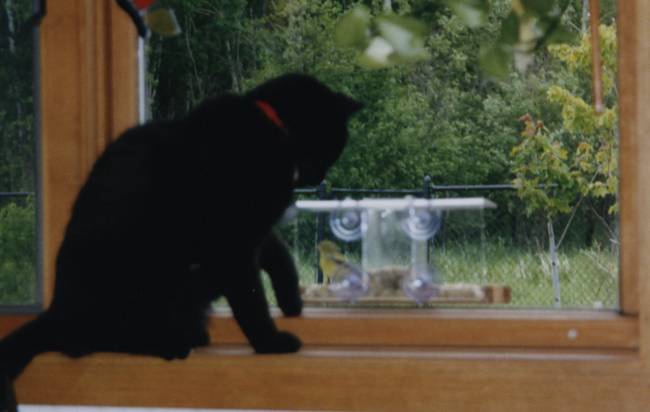 My sweet AngelCat Lou watching birdie in feeder