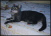 Lucky (Henri) lying on bed
