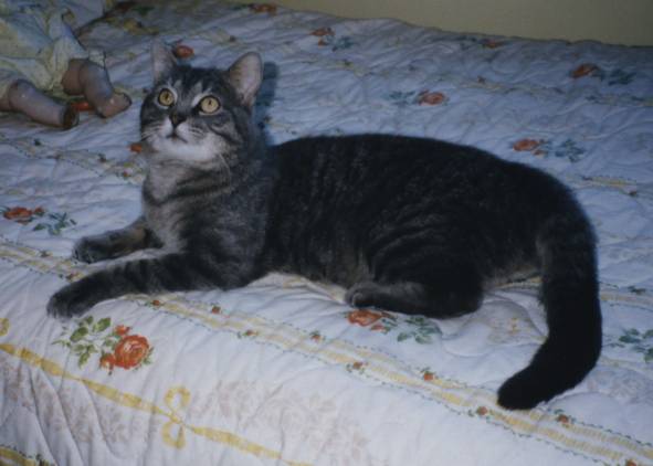 Lucky (Henri) lying on bed