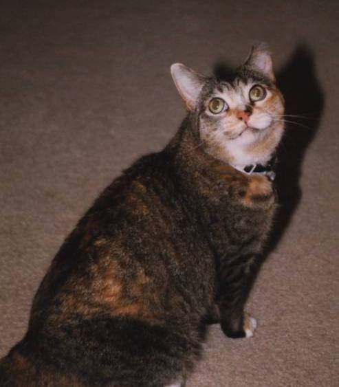 Minette--BIG eyes