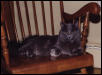 Pierre AngelKitty in rocking chair