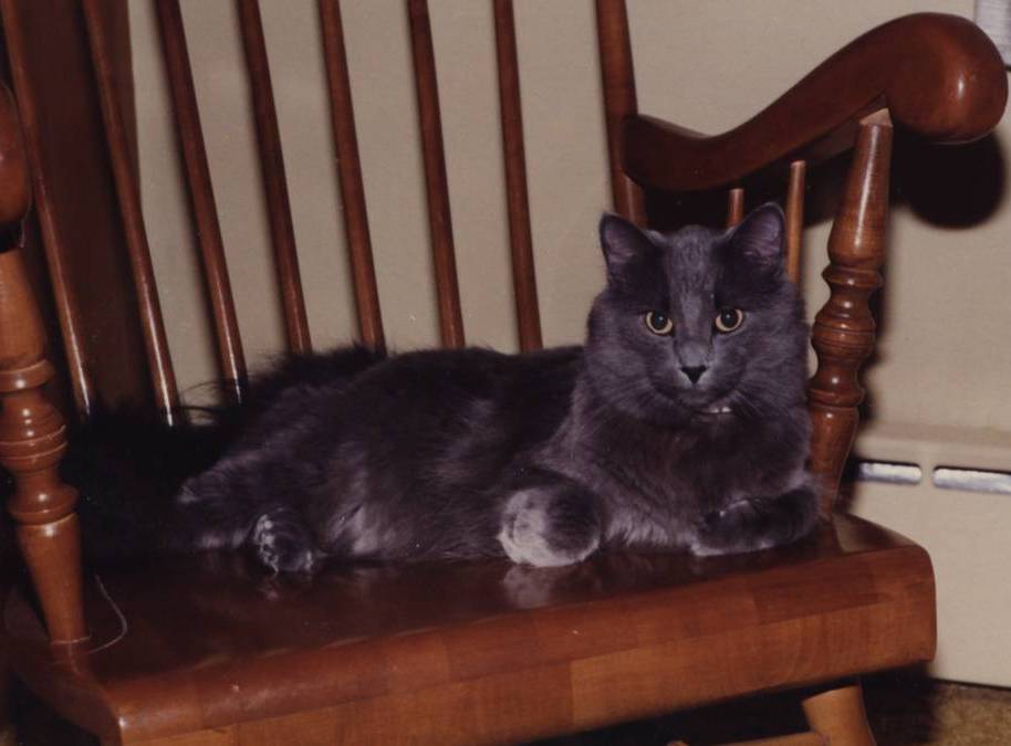 Pierre AngelKitty in rocking chair