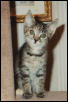 Poucette as kitten on cat tree