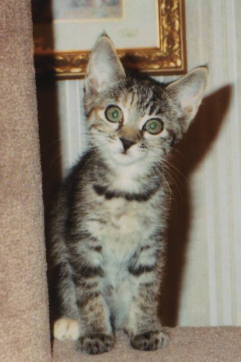 Poucette as kitten on cat tree