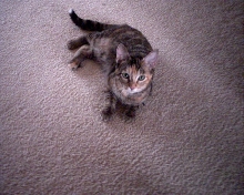 Sylvie Chantal  at about 6 months