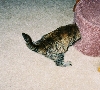 The End.  Giselle Angel kitty
