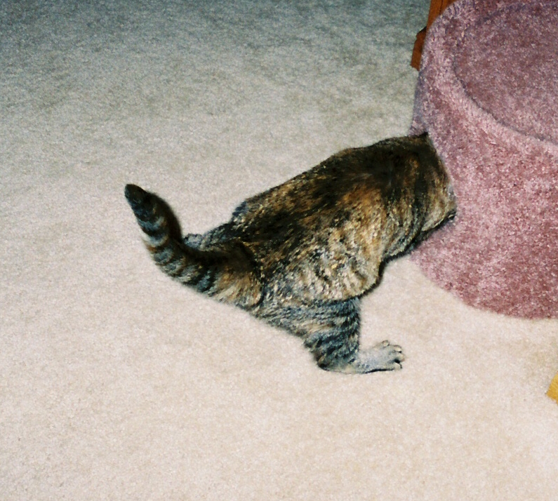 The End.  Giselle Angel kitty
