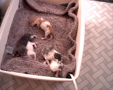 New TinyBabies