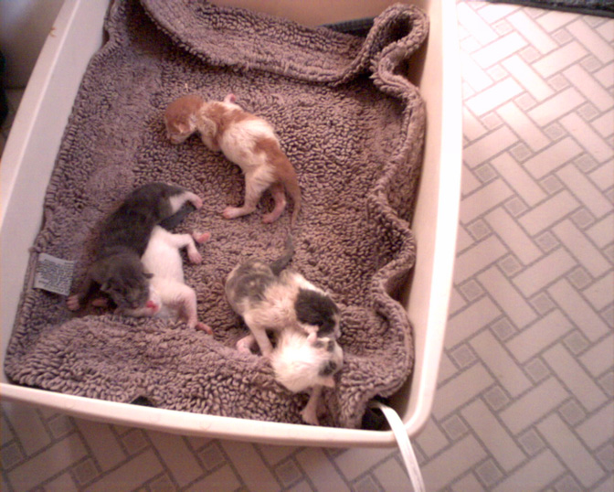 New TinyBabies