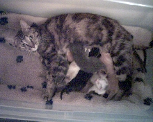TinyBabies with sub mom