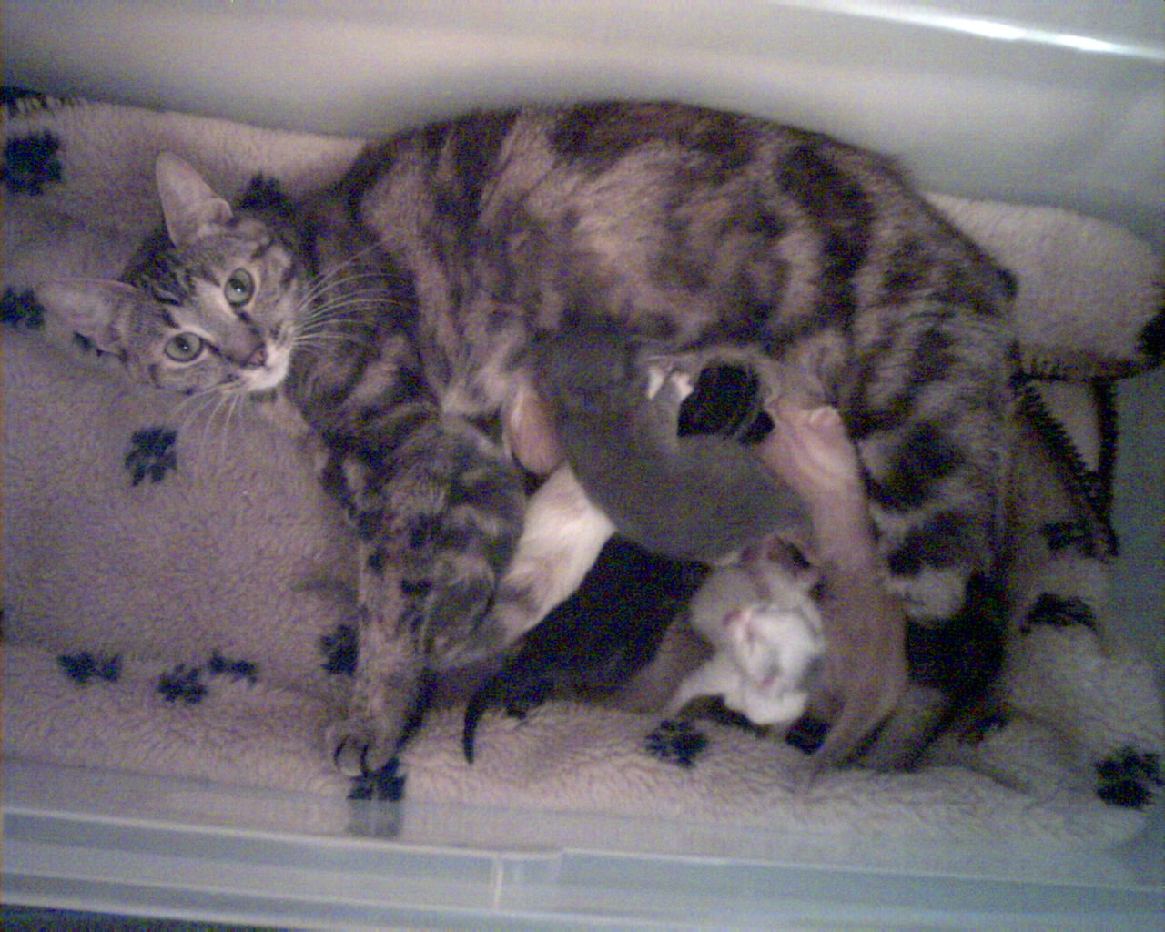 TinyBabies with sub mom