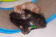 Winken, Blinken and Nod