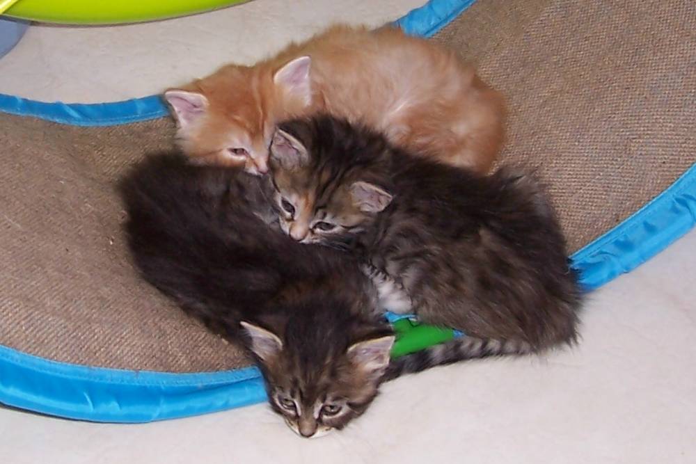 Winken, Blinken and Nod