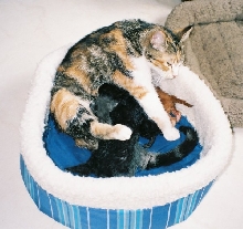 Salsa with Mexican food kittens