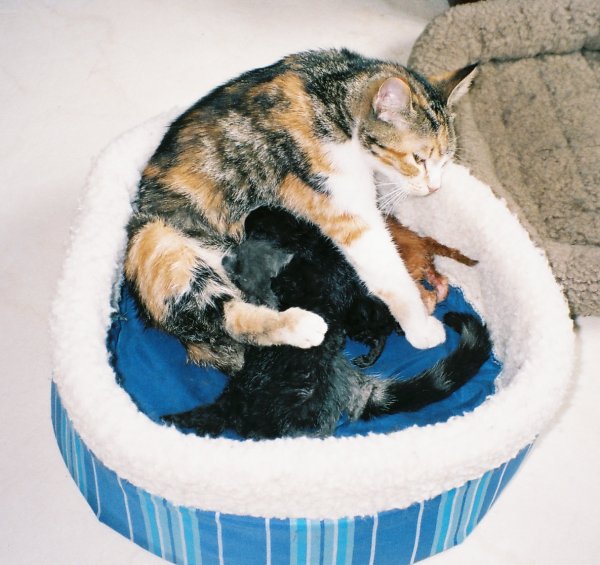 Salsa with Mexican food kittens