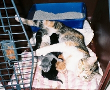 Salsa and her 4 newborns