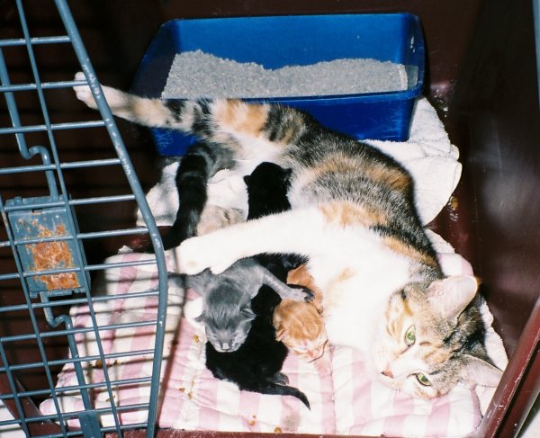 Salsa and her 4 newborns