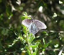 Pipevine Swallowtail?