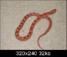 My new Cornsnake