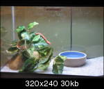 The smaller Terrarium