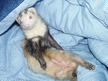 My ferret posing