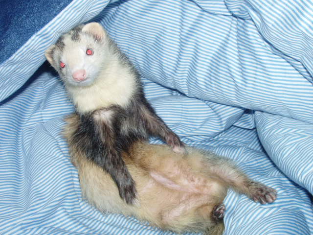 My ferret posing