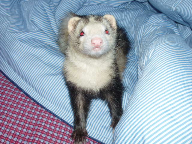 My ferret noticing me taking pictures.